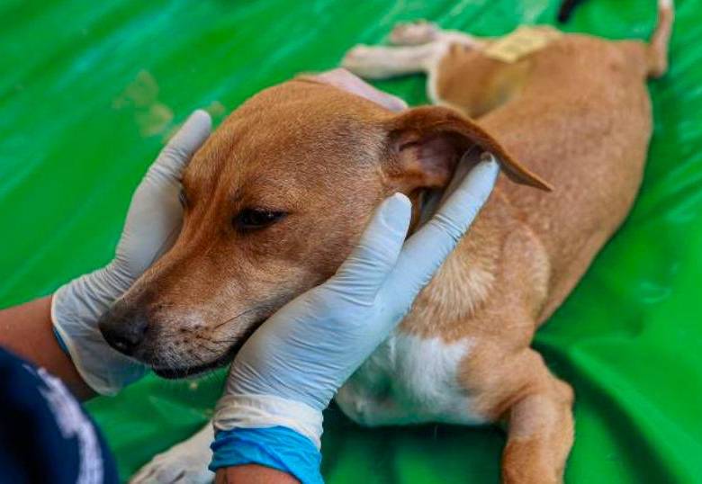 Colombia tiene su primer suplemento posbiótico para la salud de las mascotas