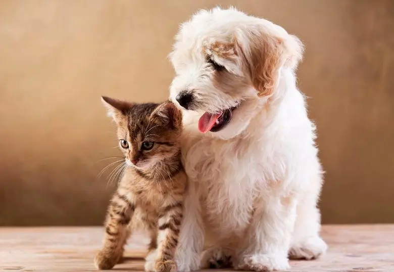 ¿Puedo usar antipulgas para perros en un gato? 
