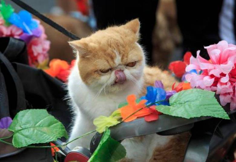 Videos que tienes que ver antes de pasear a tu gato