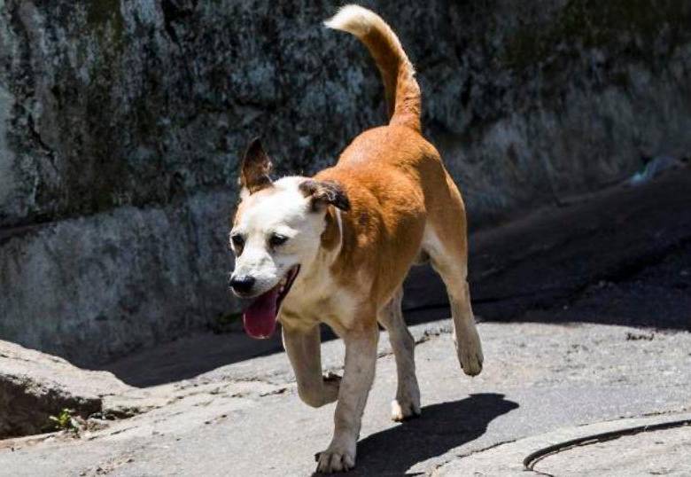 ¿Son más inteligentes los perros callejeros? Gran pregunta y una gran respuesta