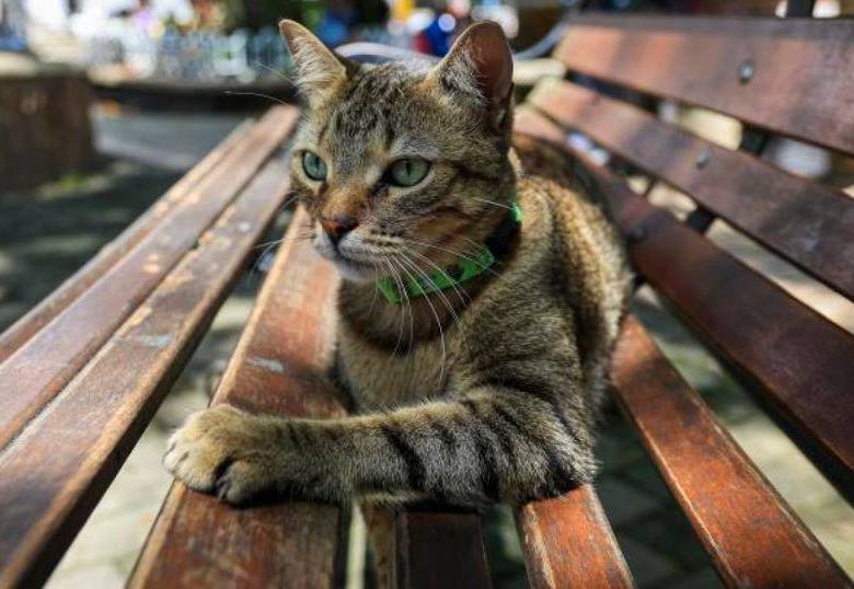 Pepper, el gato científico que descubrió un nuevo virus
