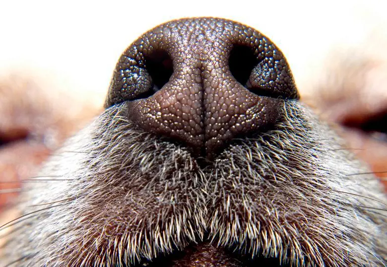Cuáles son olores molestos para los perros ¡Acá te contamos!