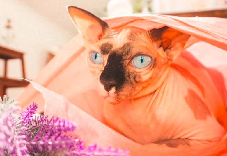 Siete razas de gatos que no tienen pelo