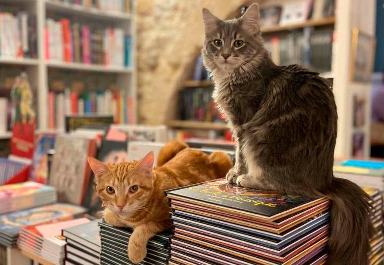 Mon Chat Pitre, la librería de Francia en la que viven muchos gatos