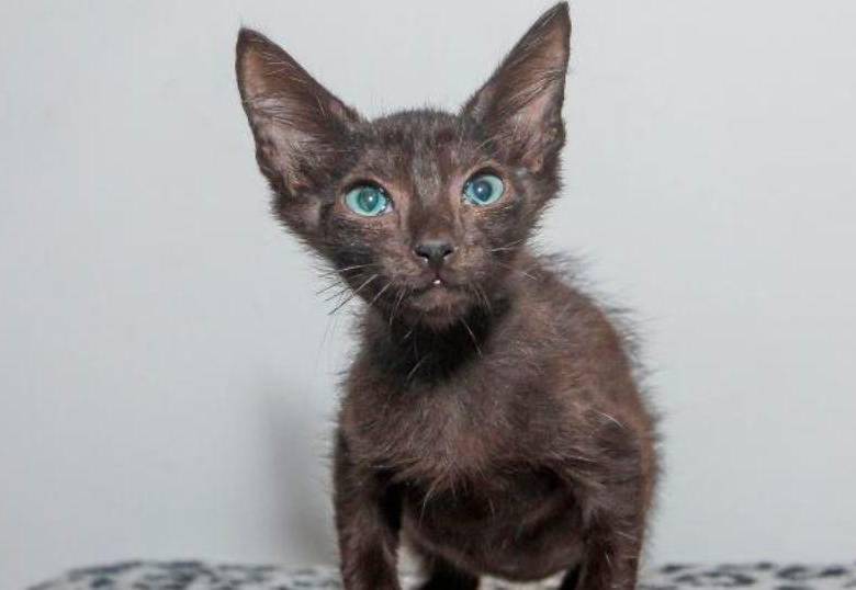 ¿En qué etapa de su vida se encuentra tu gato? Acá te contamos