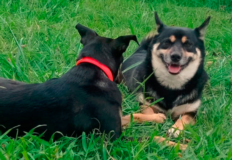 Perros negros, de baja adopción por superstición y creencias populares