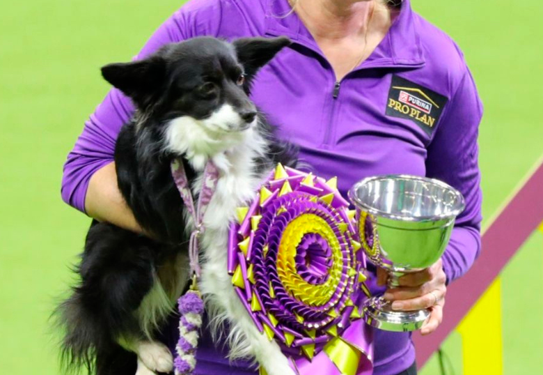 Nimble, primera perrita mestiza en ganar competencia de agilidad