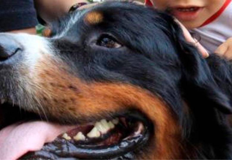 ¿Por qué es bueno que los niños crezcan con un perro?