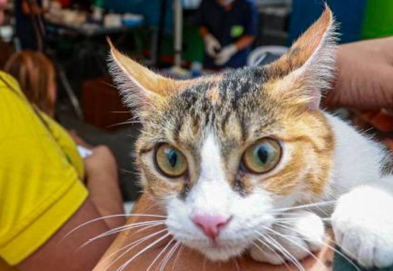¡No le des aguacate a tu gato!