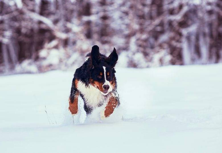 Cinco razas de perros que aman la nieve