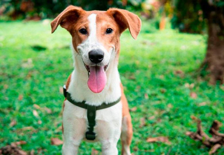 Tu perro sí te quiere: ¡Así te lo demuestra!