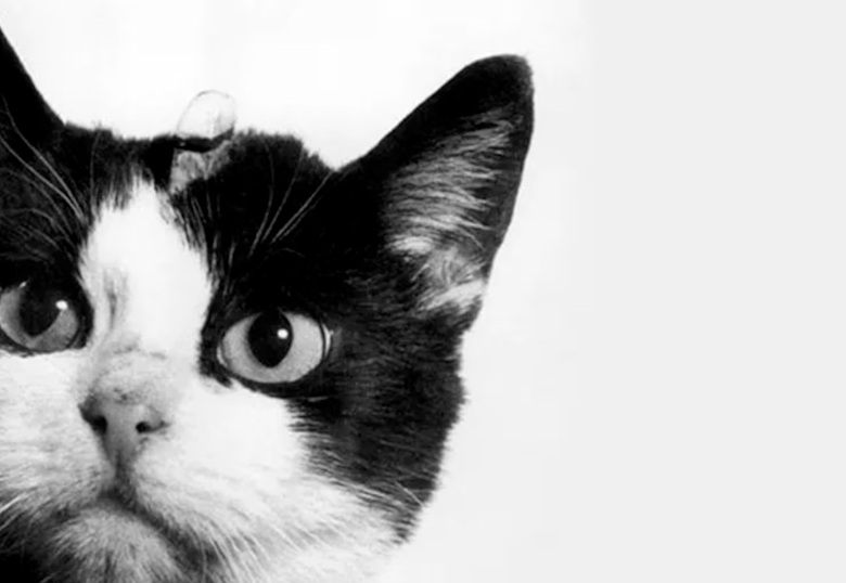 Cinco gatos famosos que hicieron historia