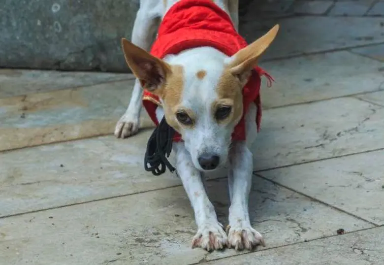 ¿Por qué está prohibido pasear perros en Irán?