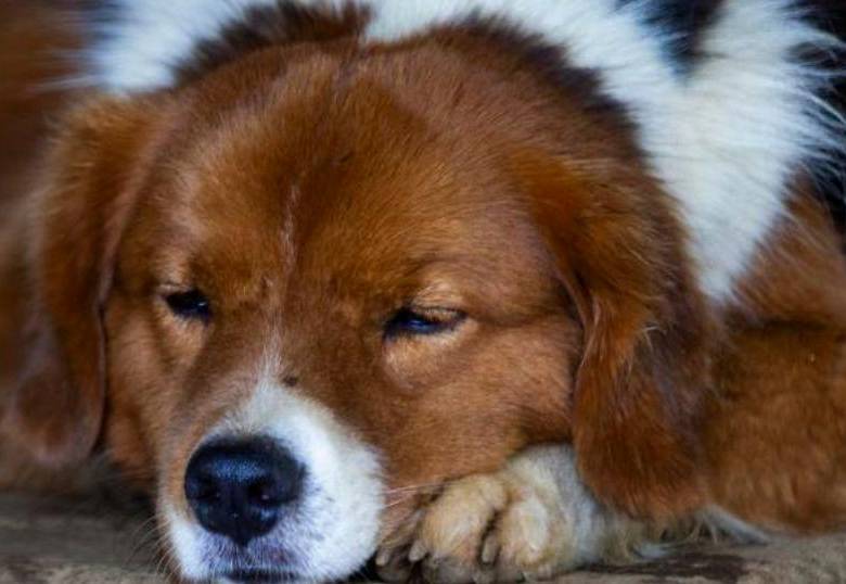 ¿Es bueno dormir con mi perro? ¿Cuáles son los beneficios?