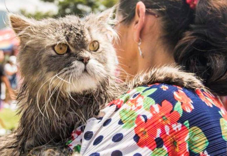 Los gatos, seres con alto potencial para ser animales de terapia