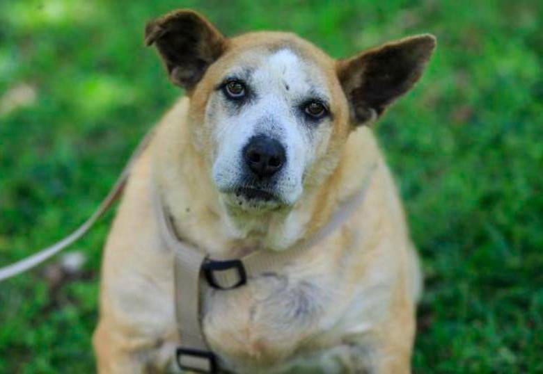Razas de perros más propensas a sufrir de obesidad: ¡Estudio revelador!
