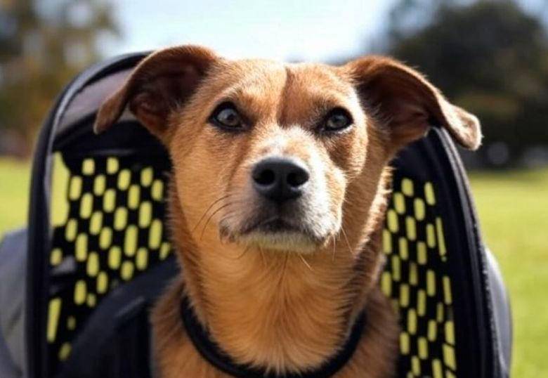 ¿Cómo elegir el guacal adecuado para mi mascota?