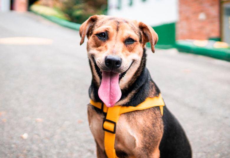 Bigotes de los perros: útiles, necesarios y asombrosos