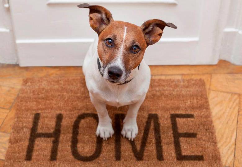 Cómo sabe un perro que vas a llegar a casa