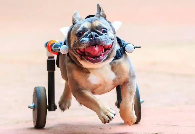 Cómo cuidar a un perro con discapacidad: guía para su bienestar