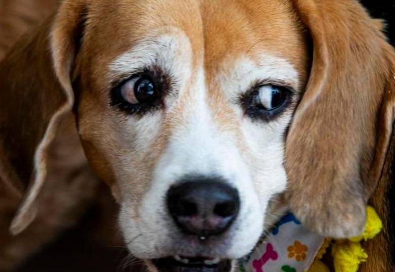 Los perros también se deprimen, y aquí te contamos por qué