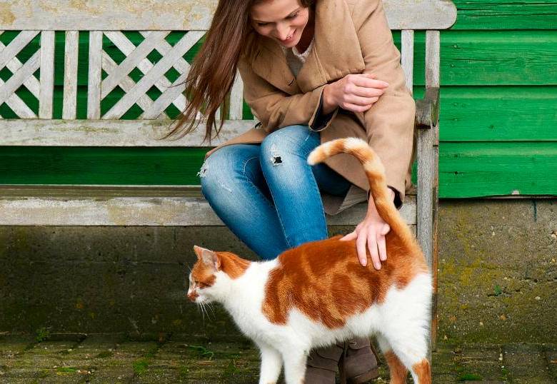 Acariciar gatos: lo que dice la psicología sobre esta conducta 