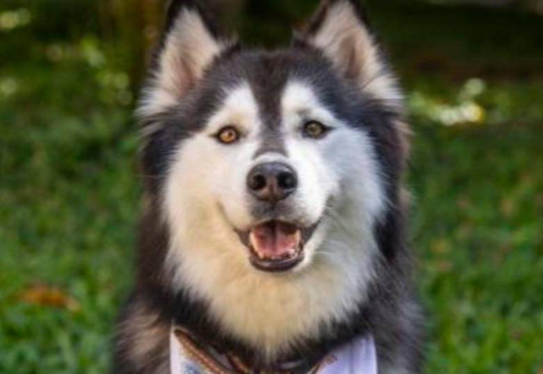 ¿Es cierto que los perros se comunican con la mirada?