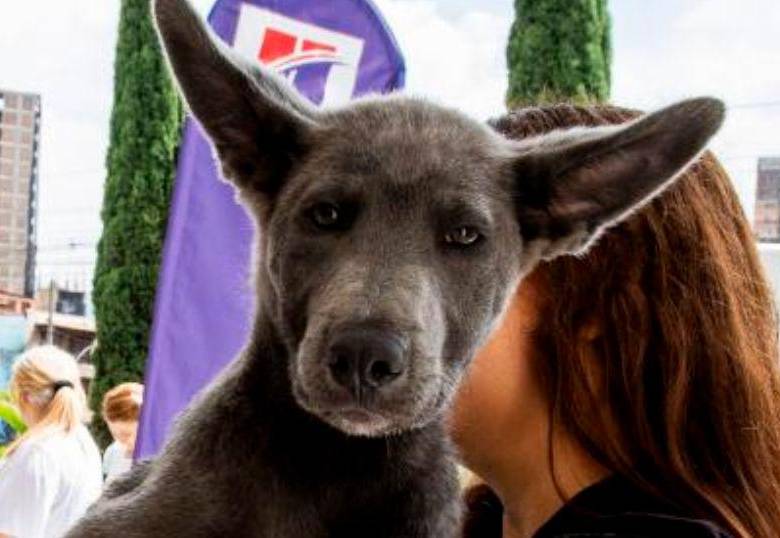 Cinco razones por las que tu perro no te obedece
