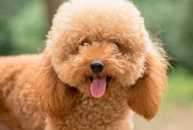 Cinco razas de perros que sueltan poco pelo