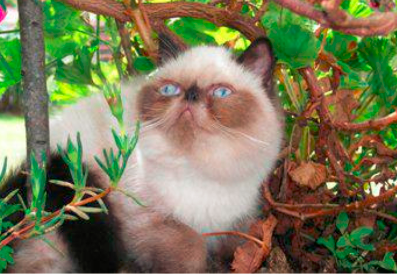 ¿Plantas tóxicas para los gatos? Algunas matas pueden ser de alto riesgo e incluso fatales para los peludos