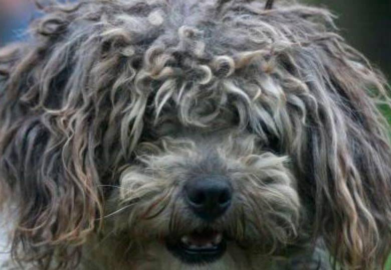 Limpia las orejas de tu perro con esta guía práctica