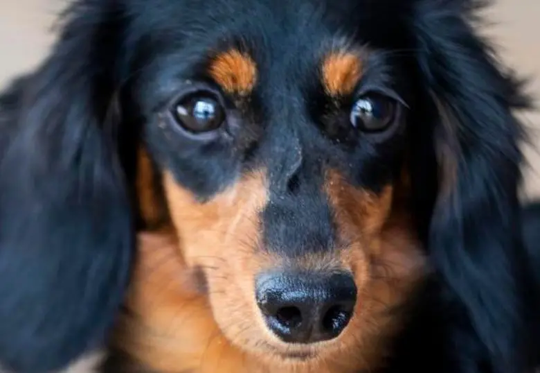 Cinco señales que indican que tu perro se siente solo