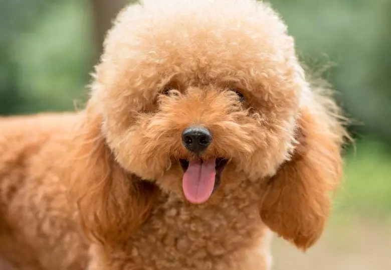 Cinco razas de perros que sueltan poco pelo