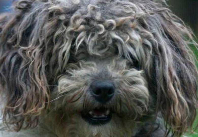 ¿Los perros pueden comer arroz? ¡Te lo contamos!