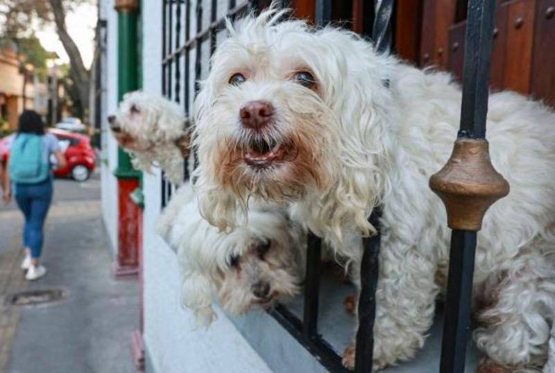 En Colombia se compran más productos para mascotas que pañales para bebé
