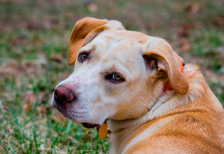 Los perros pueden entender lo que piensas