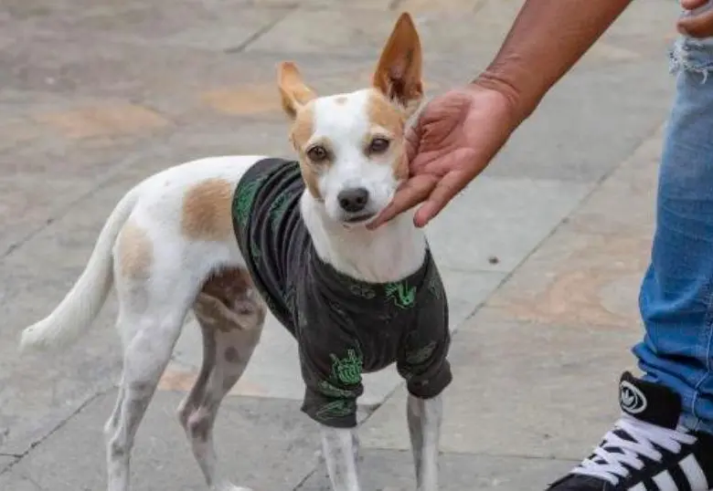 Día Internacional del Perro sin Raza: ¡Vivan los criollos!