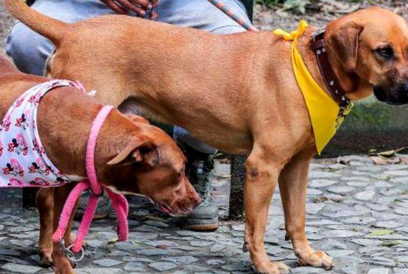 ¿Los perros están reemplazando a los bebés?
