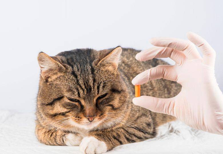 Síntomas que revelan enfermedades silenciosas en gatos 