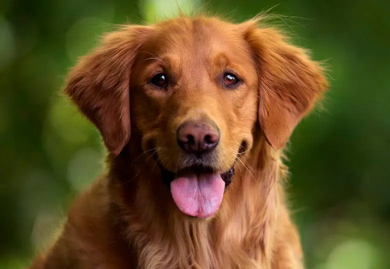 Las cinco razas de perro que más pelo pierden