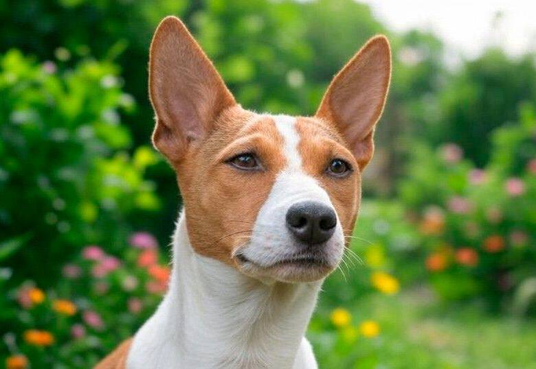 ¿Cuál es la raza de perro más antigua del mundo?