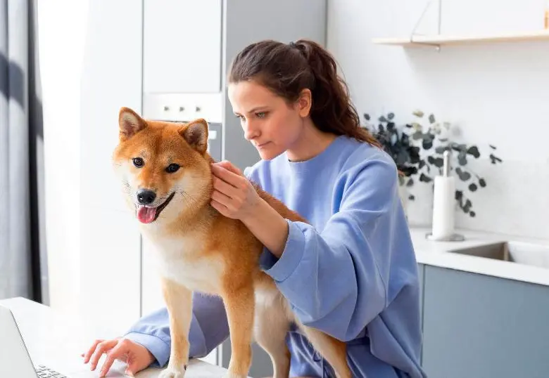 Veterinarios en línea: La nueva era de la salud digital para mascotas