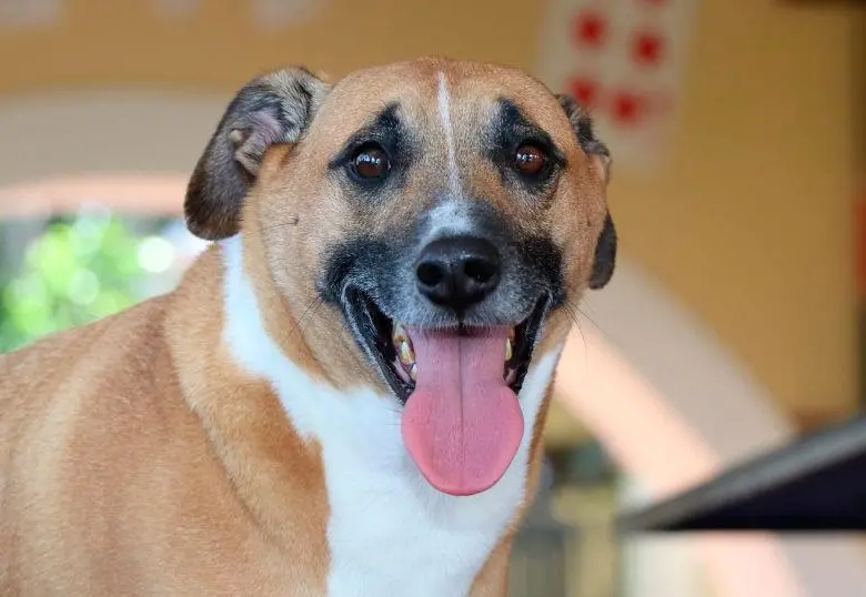 Con Ley Kiara habrá huellas de reconocimiento para el cuidado animal
