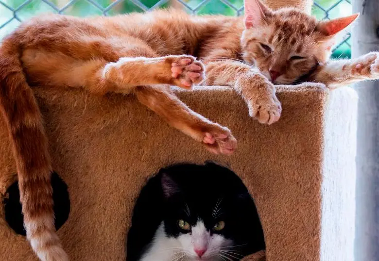 ¿Los gatos se enamoran? Estas son sus señales de afecto