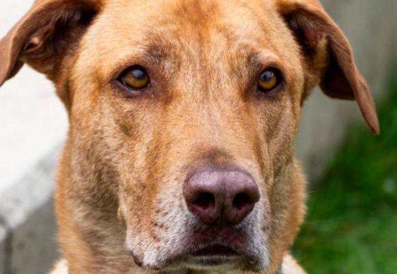 Razas de perros que ayudan a personas con autismo