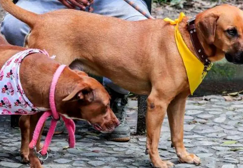 ¿Los perros están reemplazando a los bebés?