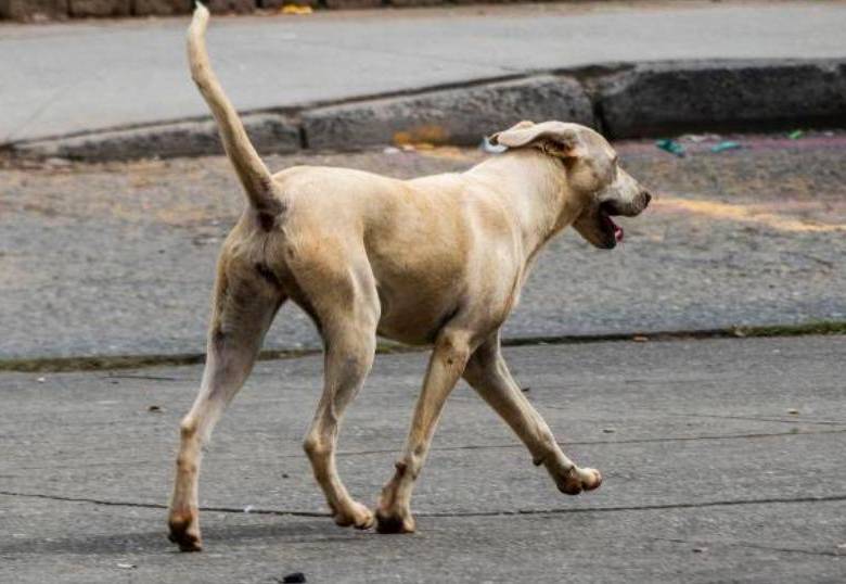 Perros callejeros en Delhi generan debate entre ciudadanos