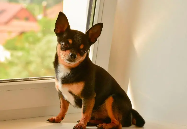 Razas de perros más apegadas a sus dueños