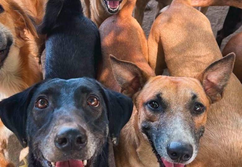 Huellas felices, el refugio de Santa Marta que podría cerrar sus puertas