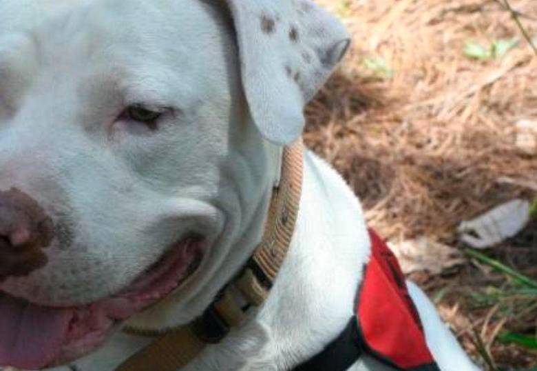 ¿Por qué es importante cepillar los dientes de tu perro?